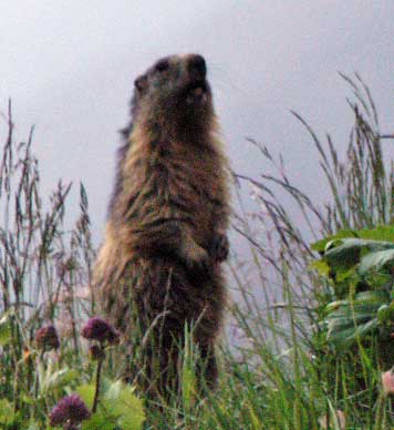 La marmotte? dans faune Marmotte